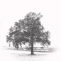 Preview: Baum, Eiche auf dem Feld